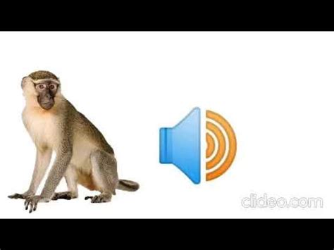 Monkey sound effects. Things To Know About Monkey sound effects. 